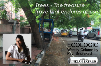 ECOLOGIC: Treasure Trove – Trees