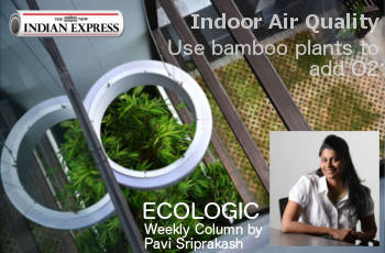 ECOLOGIC: Use Bamboo Plants to add Oxygen