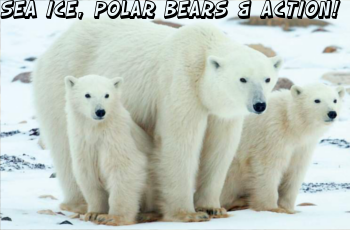 ECOLOGIC: Sea ice, polar bears & action!