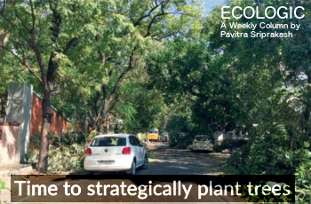 ECOLOGIC: Time to strategically plant trees!