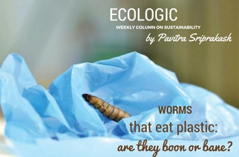 ECOLOGIC: Worms that eat plastic: are they boon or bane?