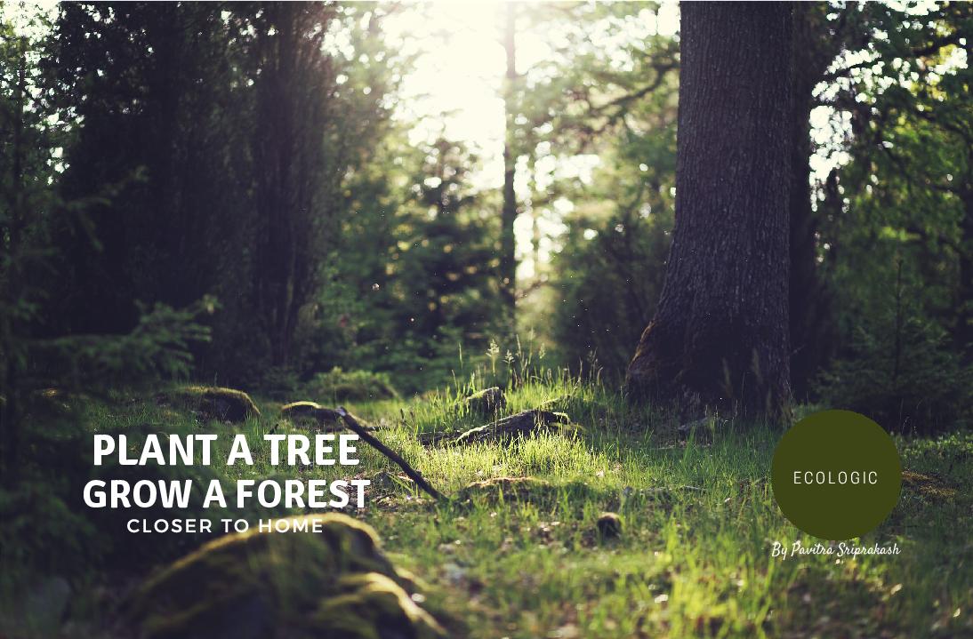 ECOLOGIC : Plant a tree, grow a forest closer to home