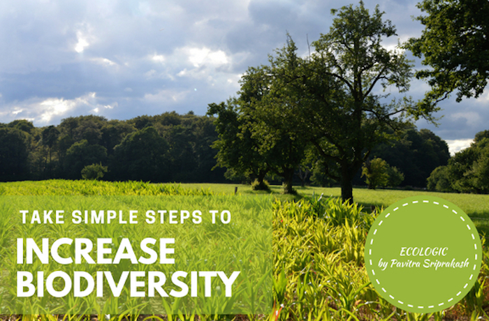 ECOLOGIC: Simple Steps to Increase Biodiversity