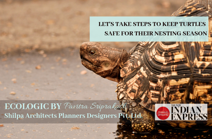 ECOLOGIC: Let’s take steps to keep turtles safe for their nesting season